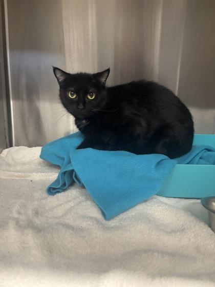 Enlarge Salem (T8), a Adoptable mixed breed in Lafayette, IN image 1/1