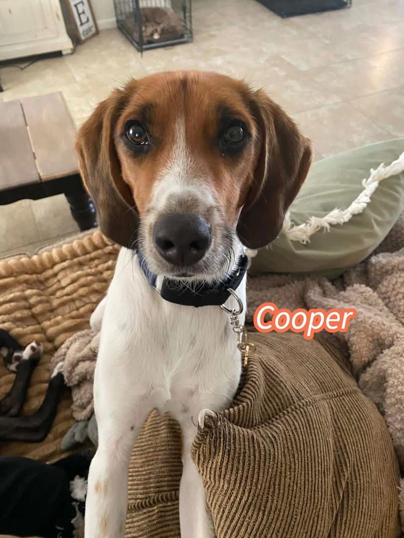 Enlarge Cooper, a ADOPTABLE Bluetick Coonhound in Palm Coast, FL image 1/2