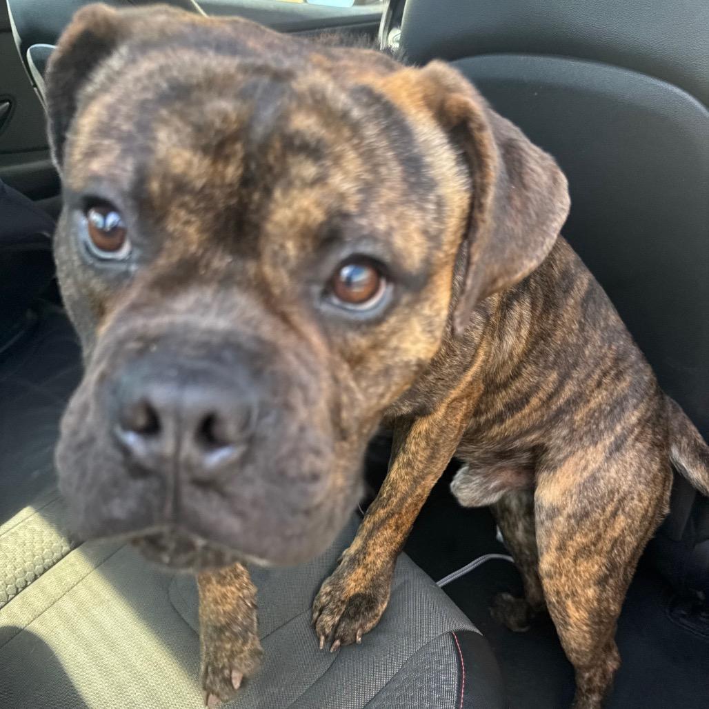 Hummer, Adoptable, Adult Male Mixed Breed.