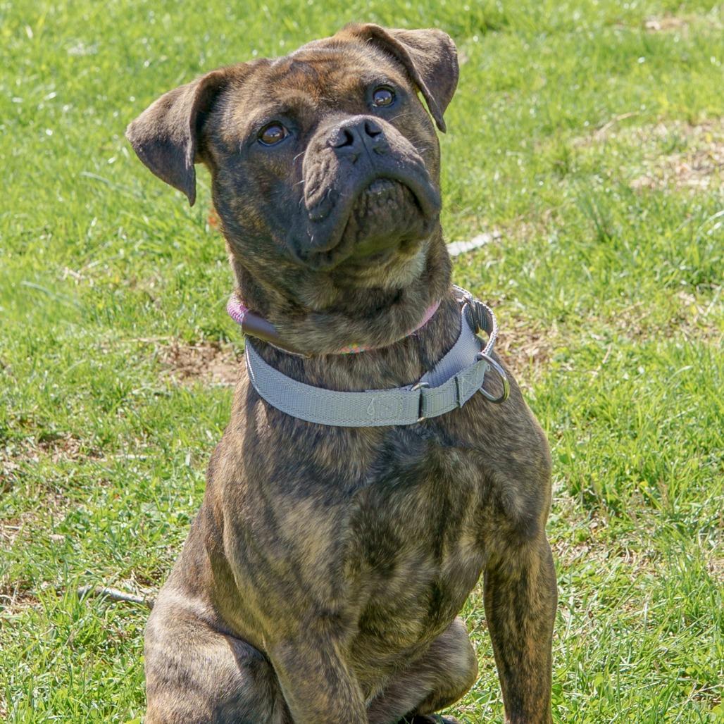 Enlarge Hummer, a Adoptable Mixed Breed in Winston-Salem, NC image 2/3