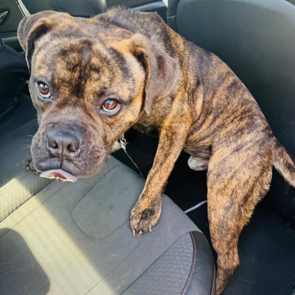 Enlarge Hummer, a Adoptable Mixed Breed in Winston-Salem, NC image 3/3