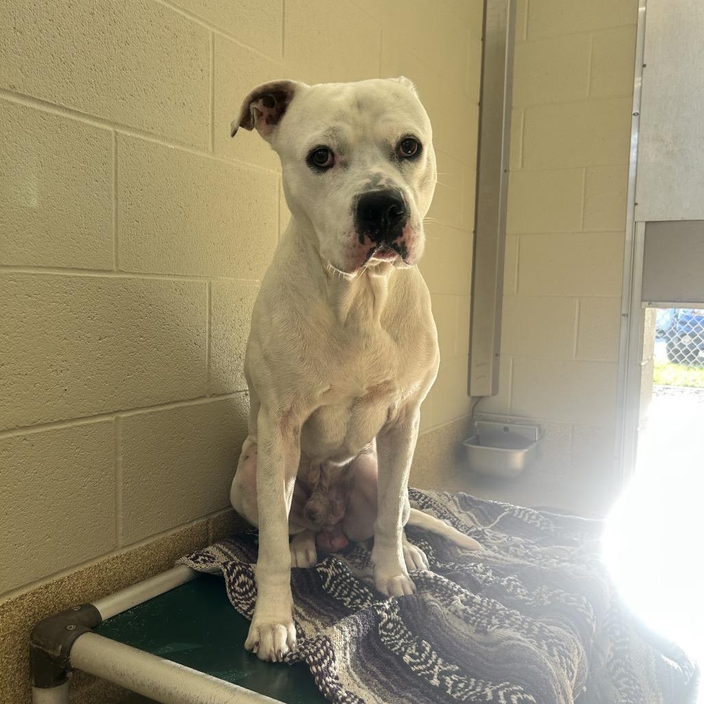 Domino, Adoptable, Senior Male American Bulldog & Mixed Breed.