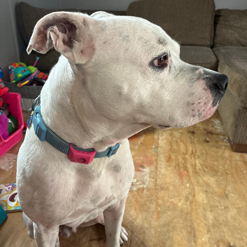 Enlarge Domino, a Adoptable mixed breed in Bristol, IN image 2/2