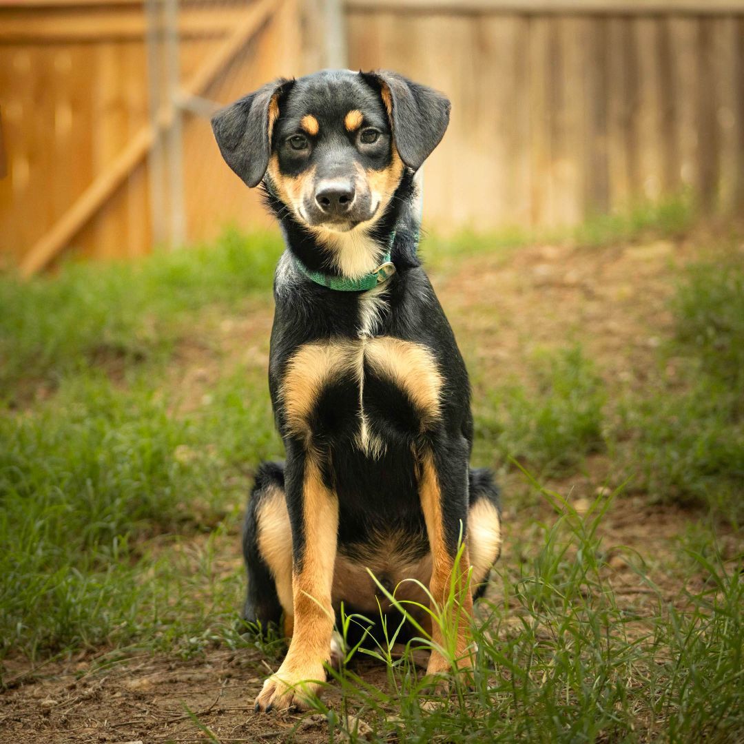 Salt, a Adoptable Australian Shepherd in Lago Vista, TX image 2/2