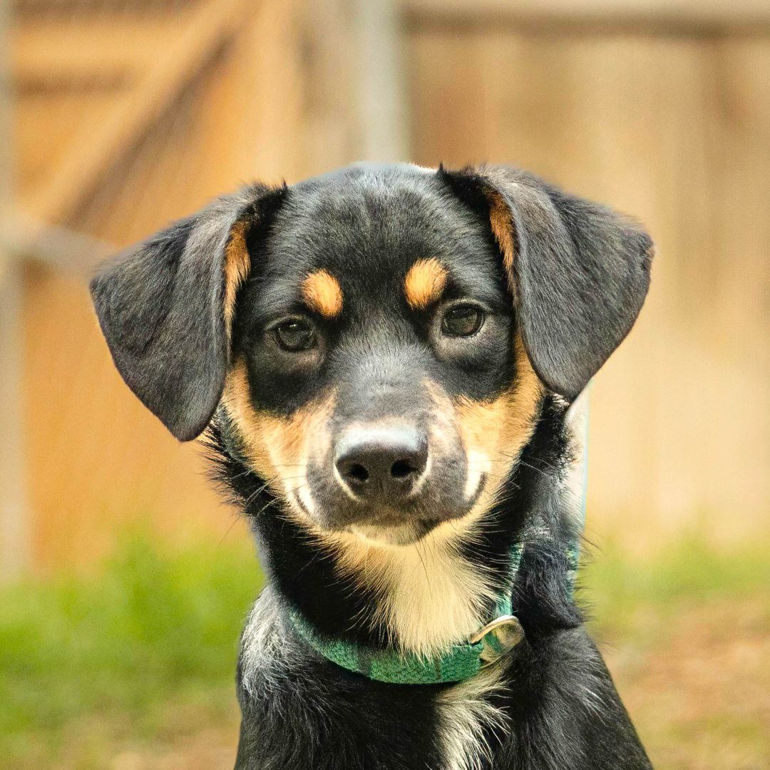 Salt, Adoptable, Adult Male Australian Shepherd.