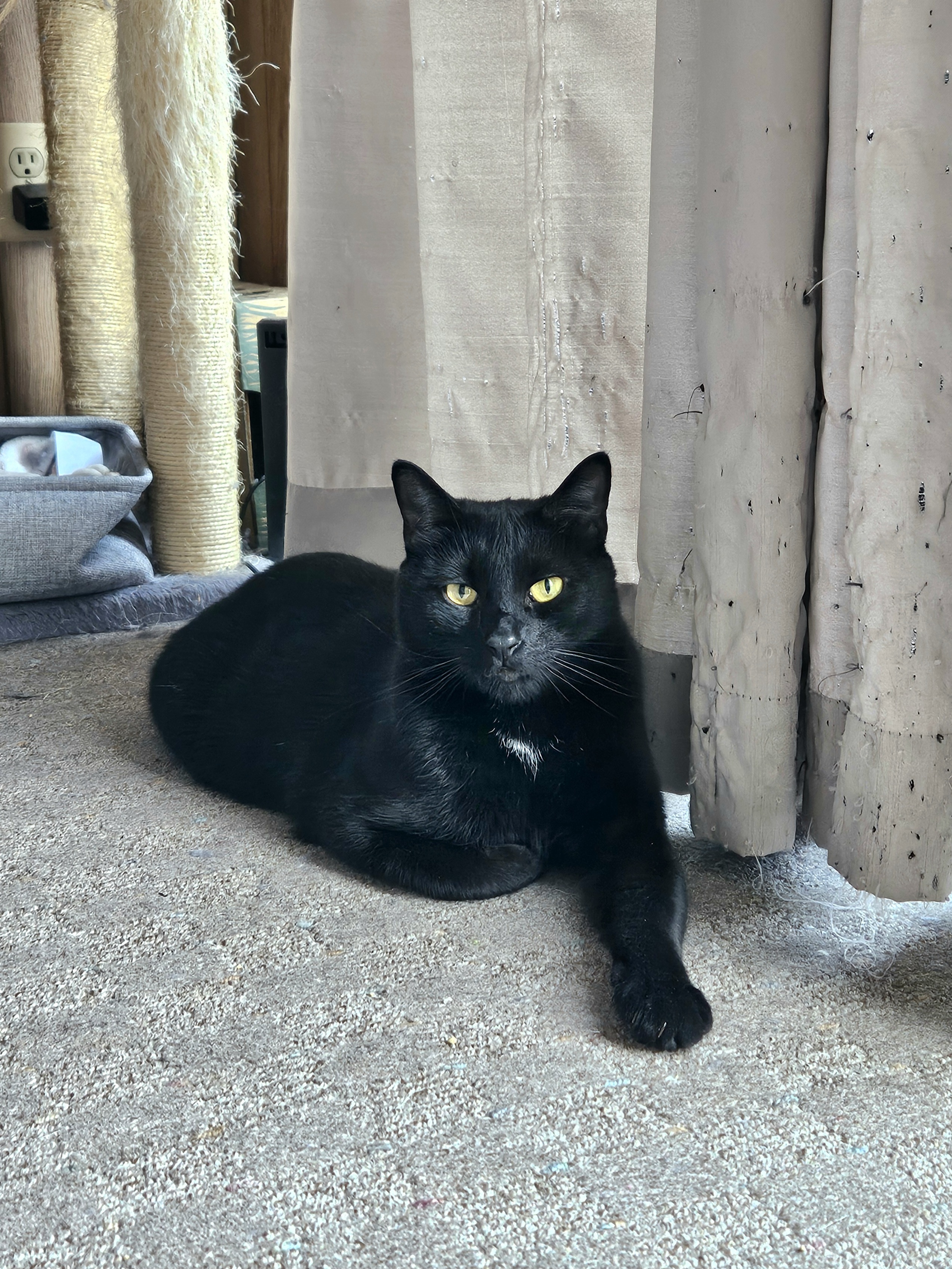 Enlarge Penguin, a Adopted Domestic Short Hair in White Marsh, MD image 2/4