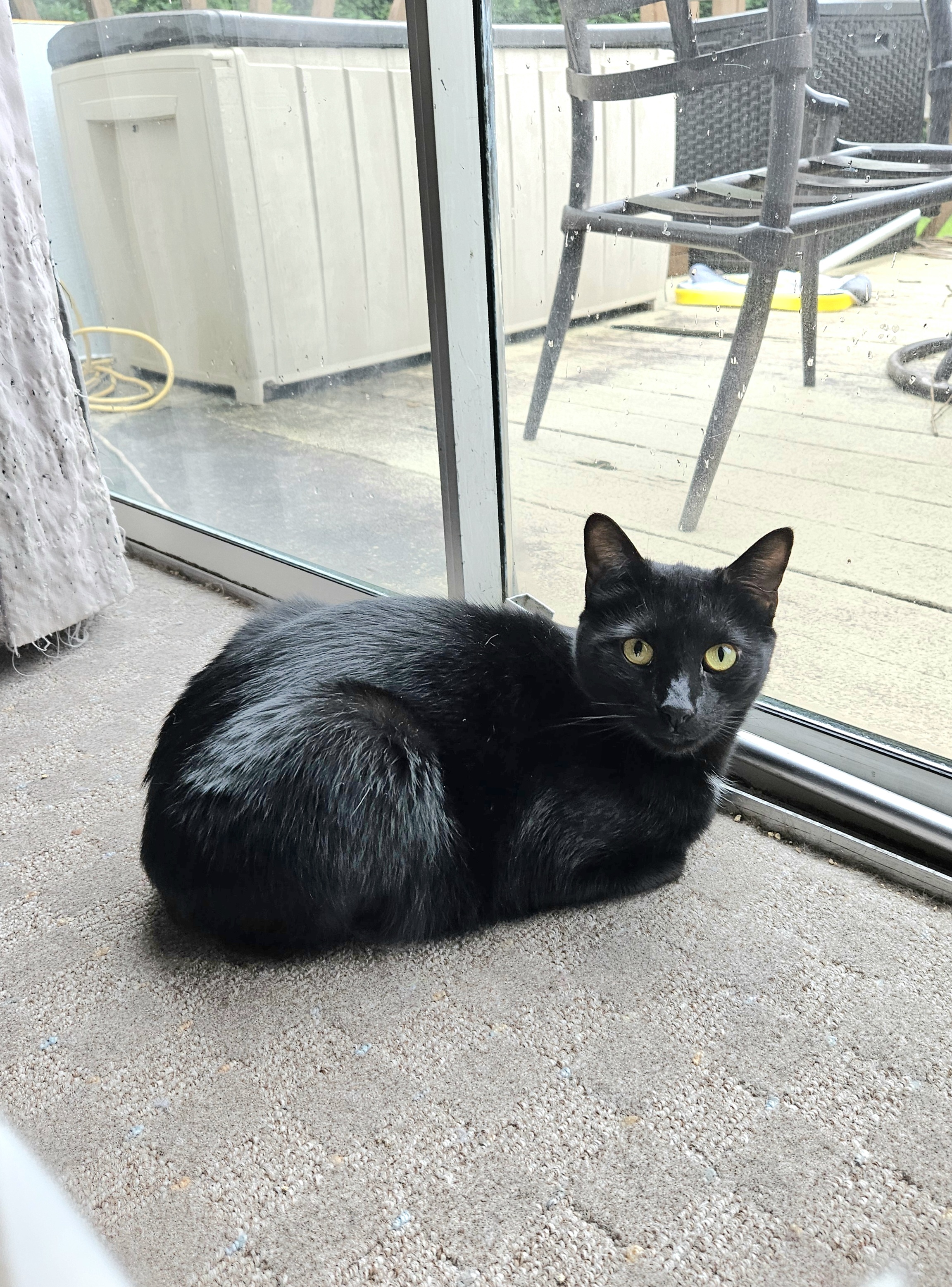 Enlarge Penguin, a Adopted Domestic Short Hair in White Marsh, MD image 3/4