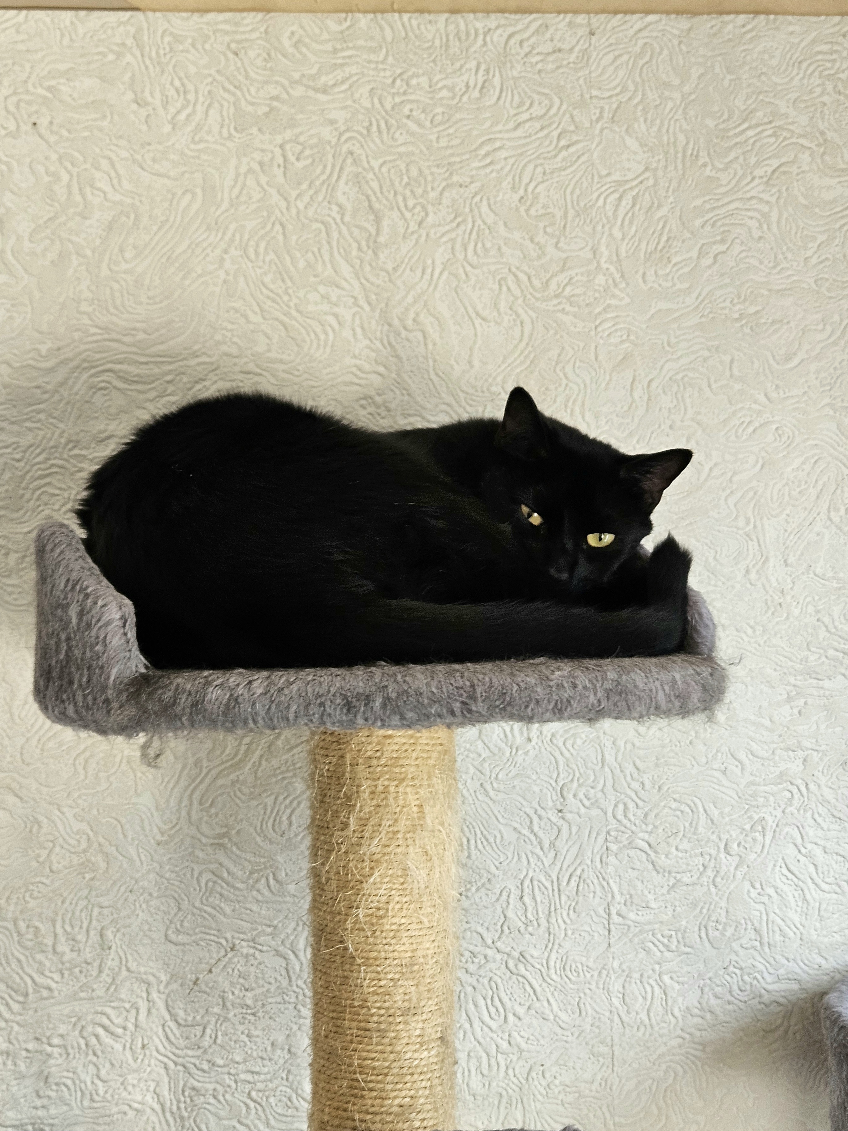 Enlarge Penguin, a Adopted Domestic Short Hair in White Marsh, MD image 4/4