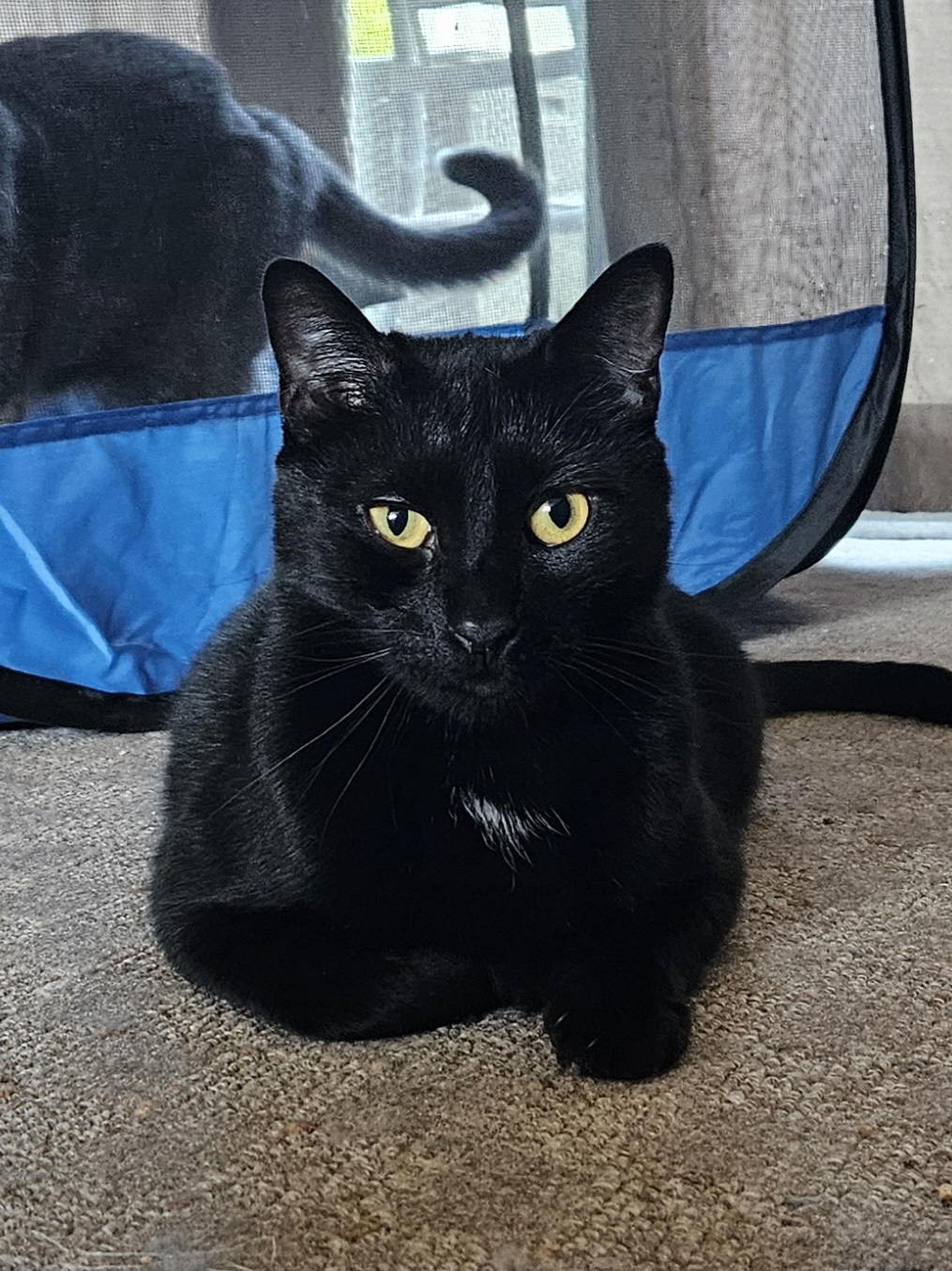 Penguin, Adopted, Adult Male Domestic Short Hair.