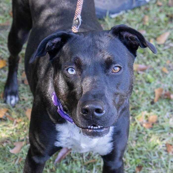 Marli Moo, a ADOPTABLE Labrador Retriever in Slidell, LA image 1/3
