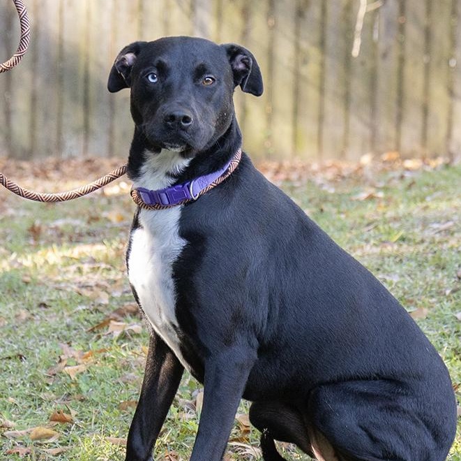 Marli Moo, a ADOPTABLE Labrador Retriever in Slidell, LA image 3/3