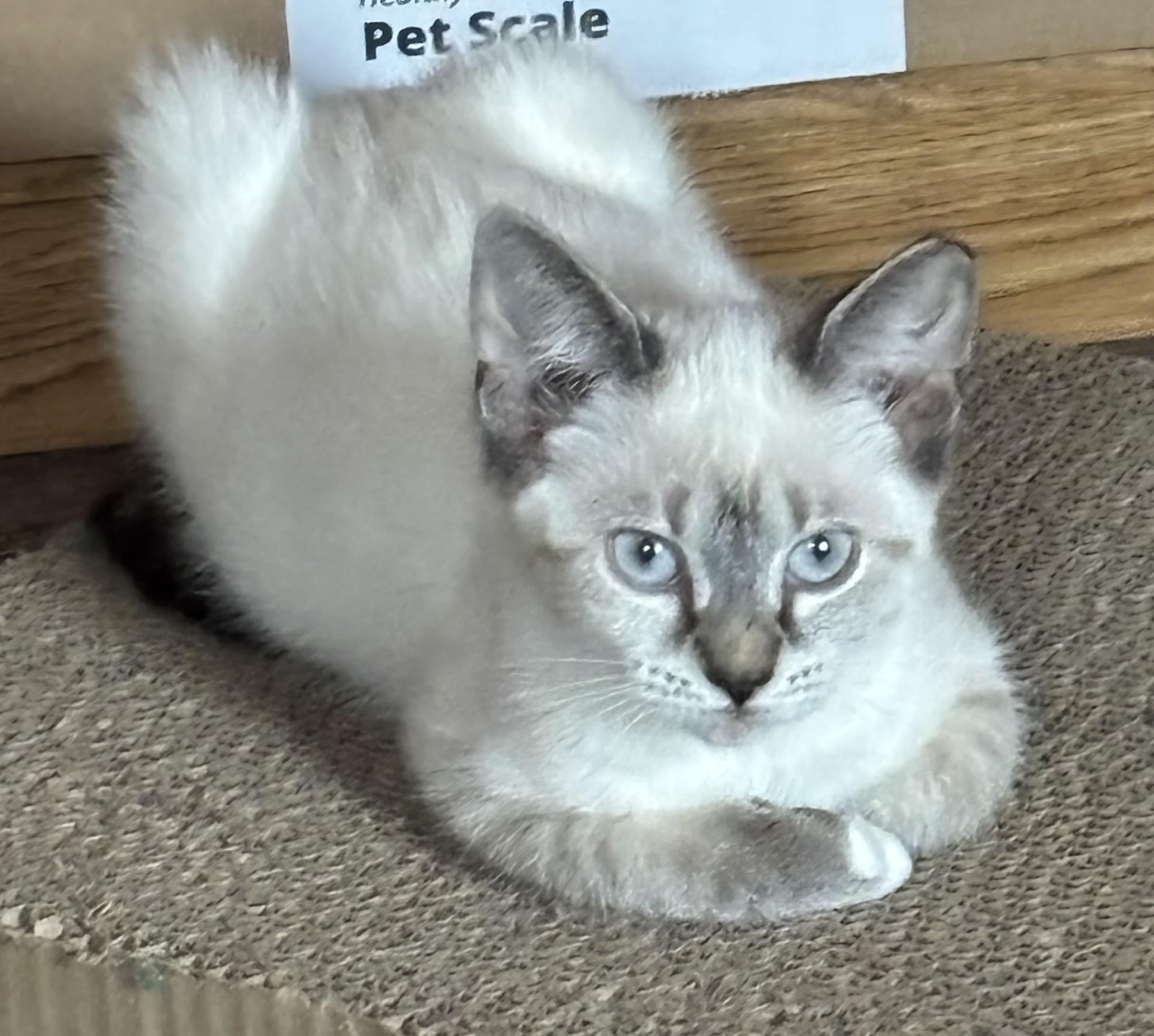 Sushi and Jinx, a Adoptable Siamese in Charlotte, NC image 2/6