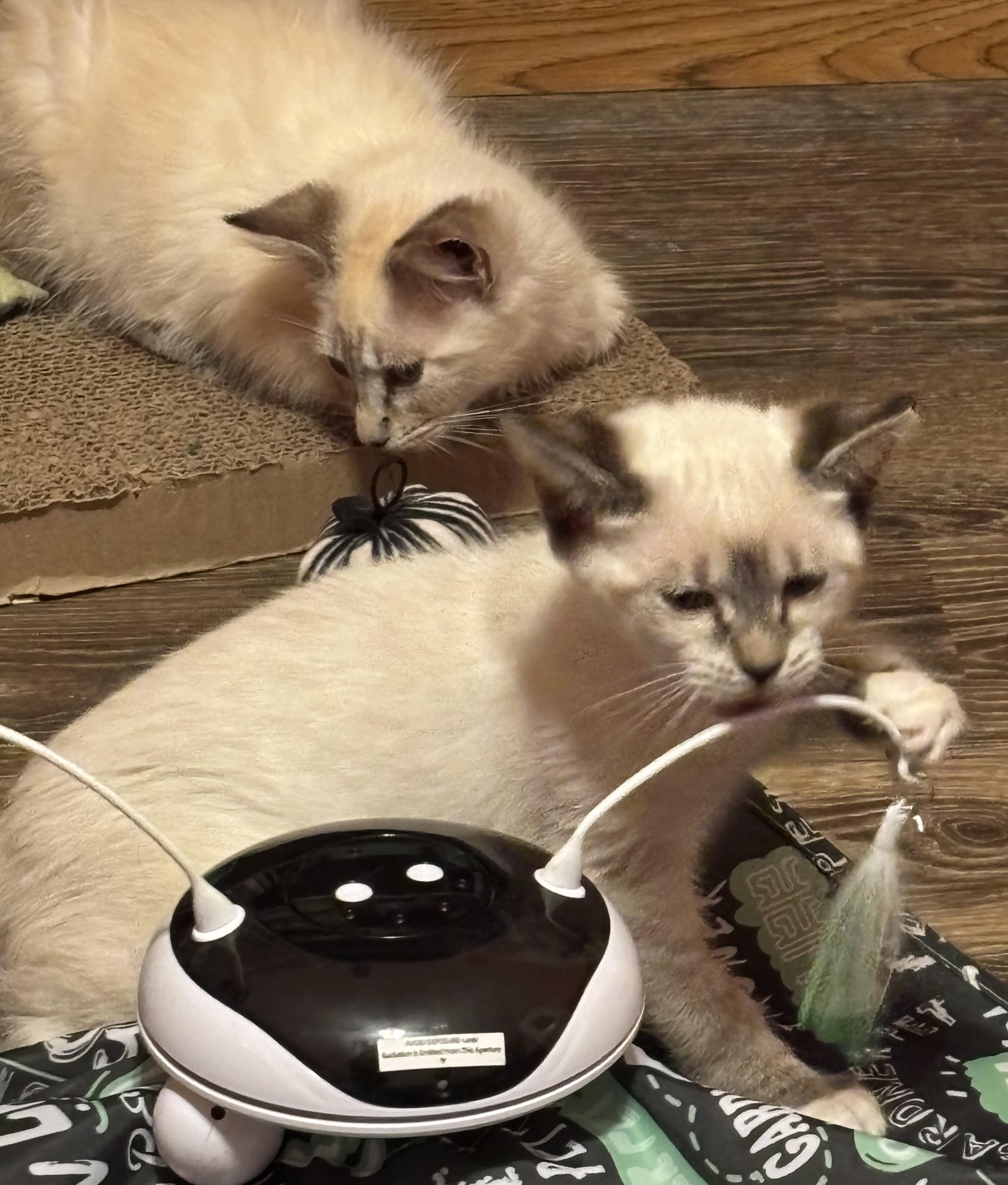 Sushi and Jinx, a Adoptable Siamese in Charlotte, NC image 5/6