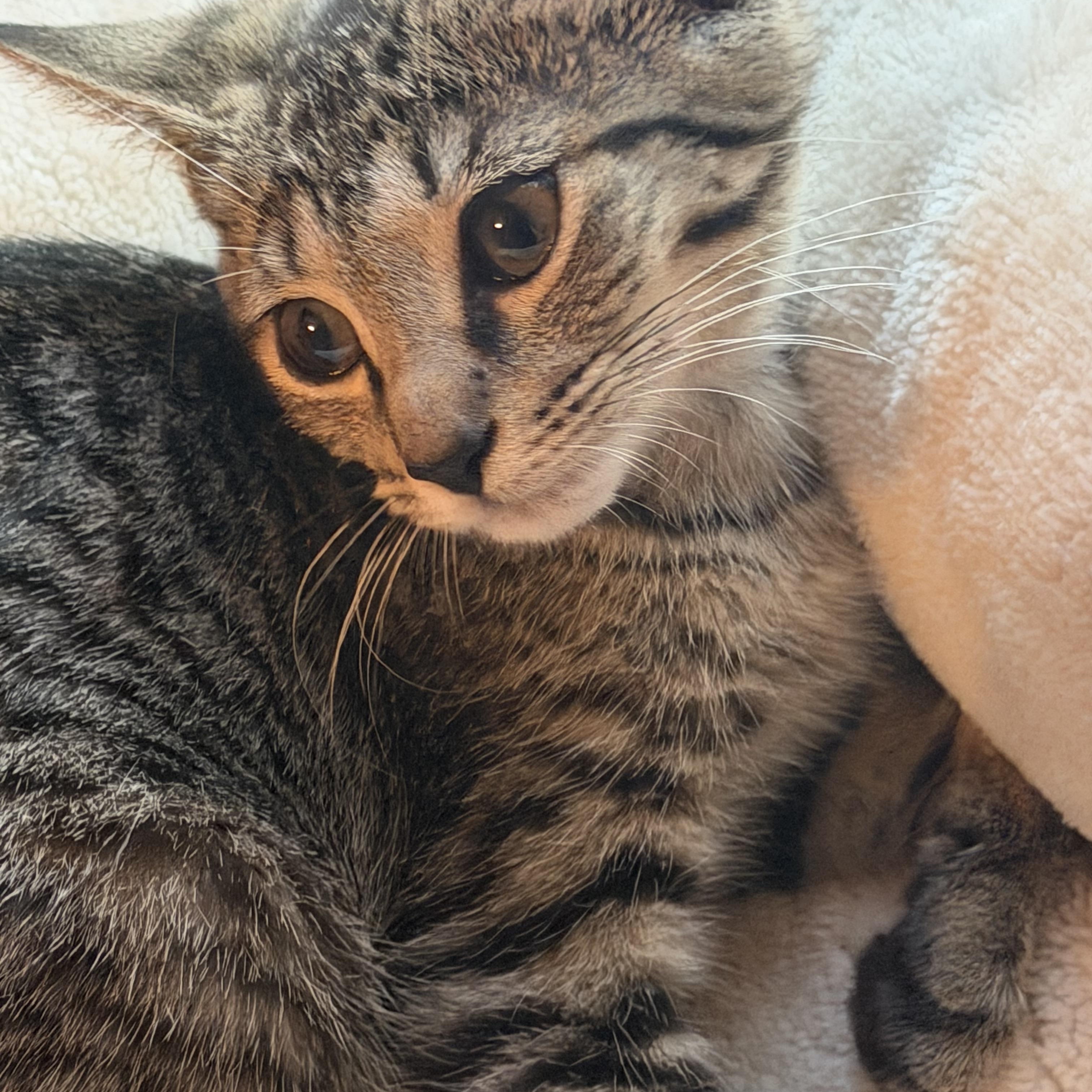 Sushi and Jinx, a Adoptable Siamese in Charlotte, NC image 1/6