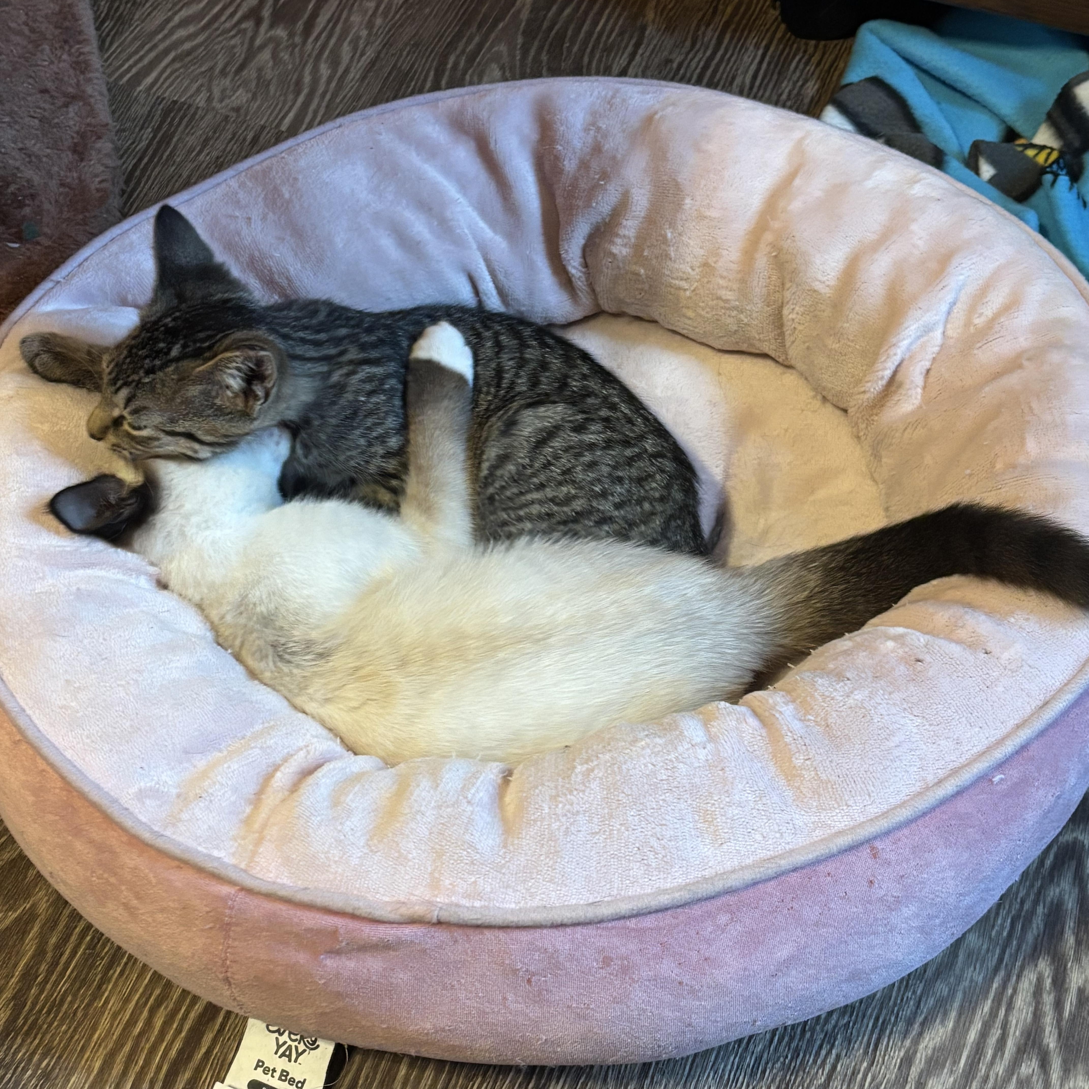 Sushi and Jinx, a Adoptable Siamese in Charlotte, NC image 6/6