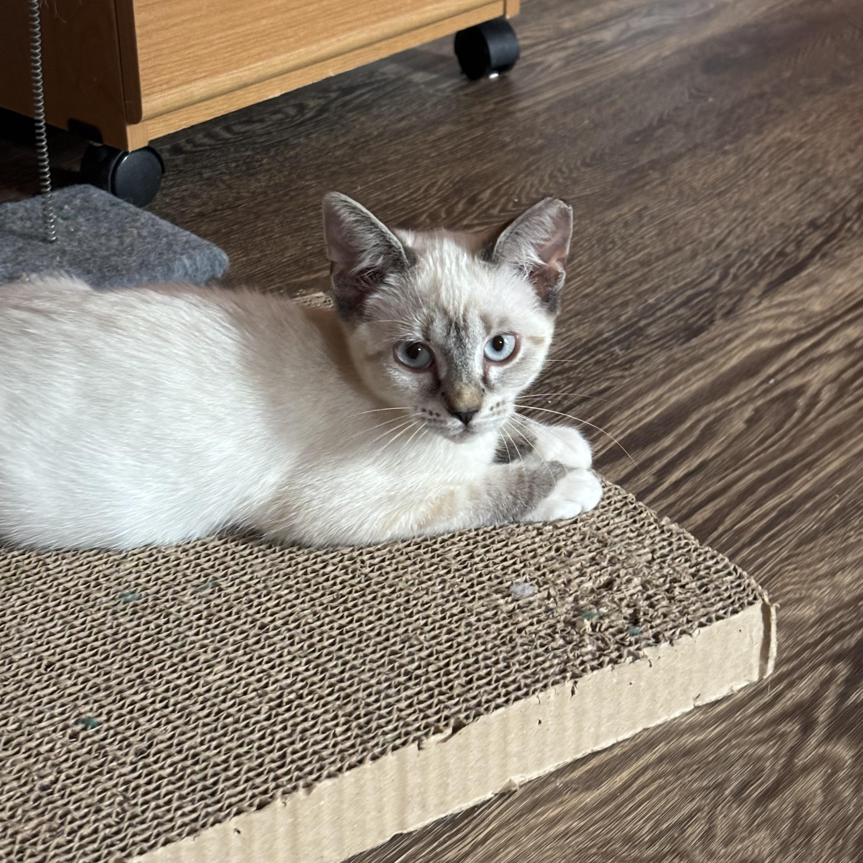 Sushi and Jinx, a Adoptable Siamese in Charlotte, NC image 3/6