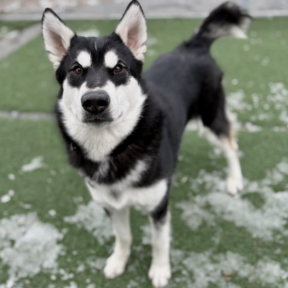 Enlarge Noelle, a ADOPTABLE Husky in Whitehall, PA image 2/4