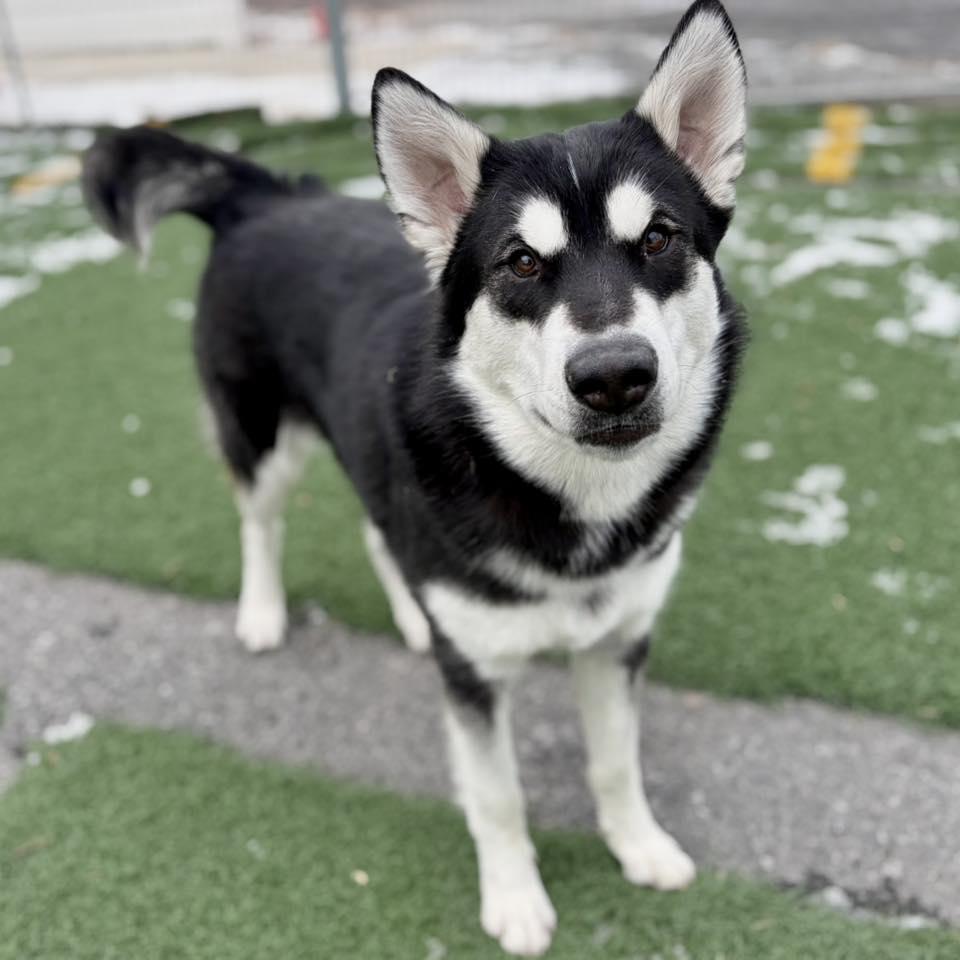 Enlarge Noelle, a ADOPTABLE Husky in Whitehall, PA image 3/4