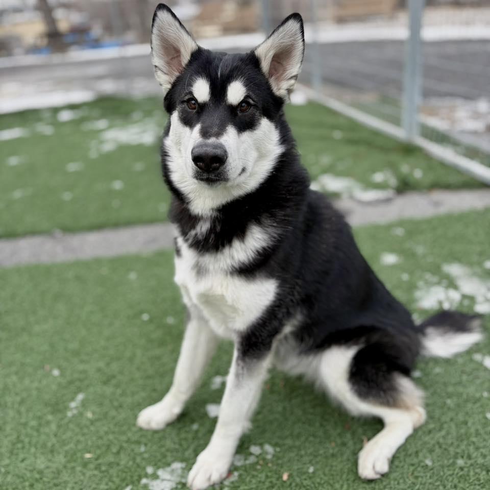 Enlarge Noelle, a ADOPTABLE Husky in Whitehall, PA image 4/4