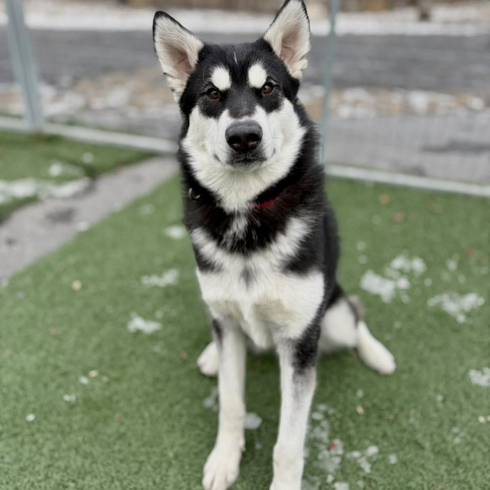 Enlarge Noelle, a ADOPTABLE Husky in Whitehall, PA image 1/4