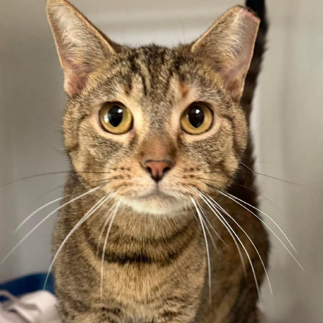 Marielle, Adoptable, Adult Female Domestic Short Hair.