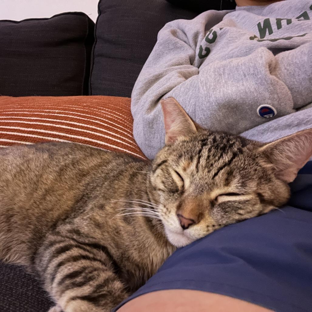 Enlarge Marielle, a Adoptable Domestic Short Hair in Washington, DC image 2/6