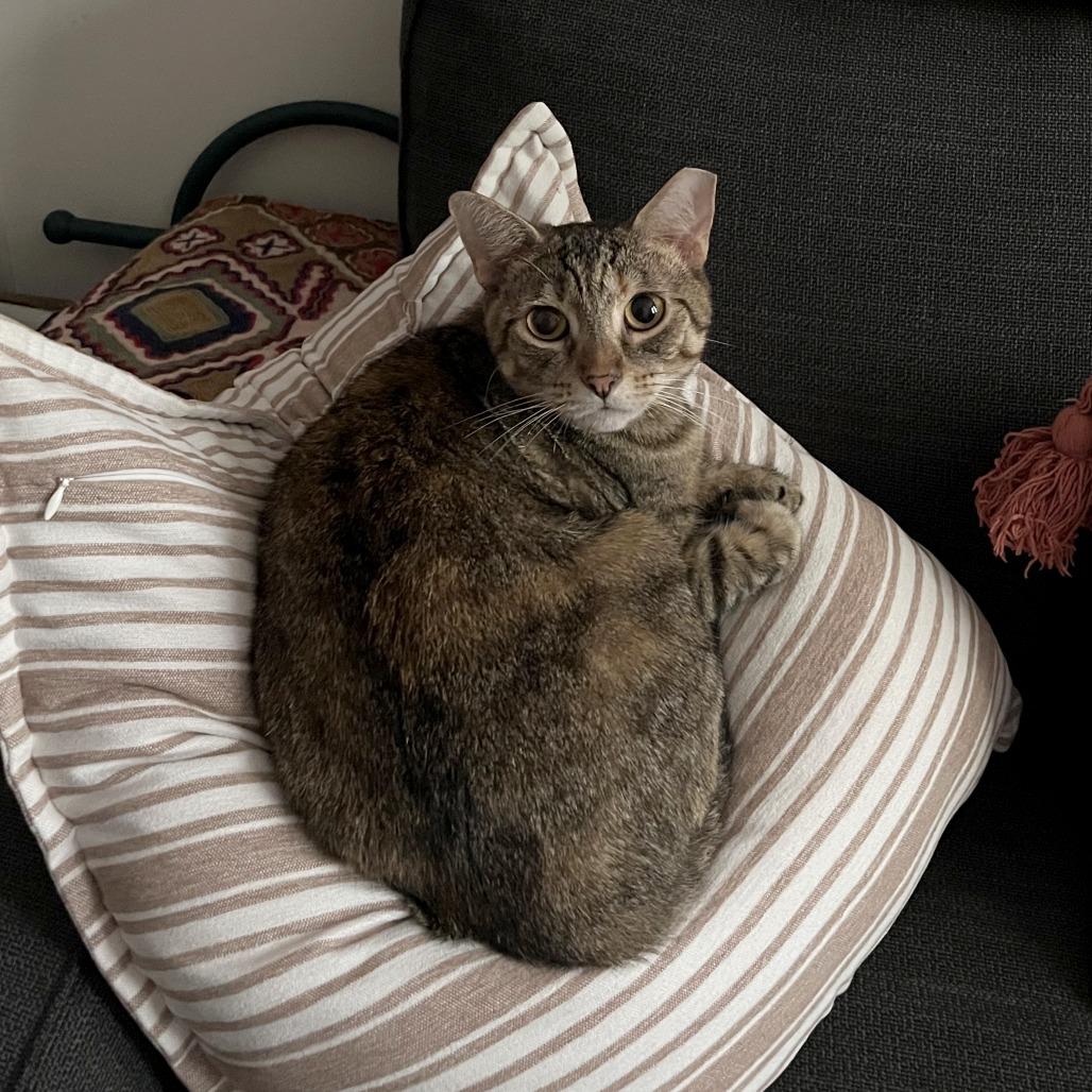 Enlarge Marielle, a Adoptable Domestic Short Hair in Washington, DC image 3/6