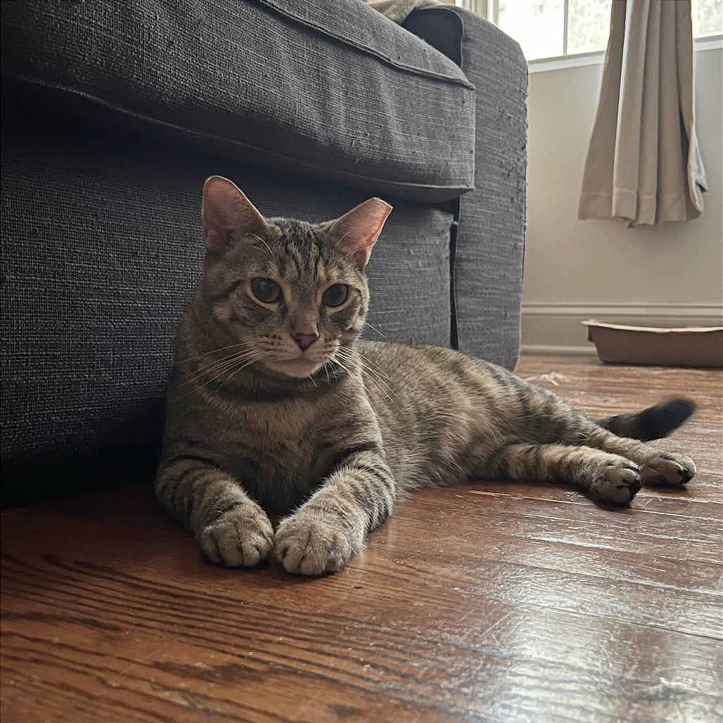 Enlarge Marielle, a Adoptable Domestic Short Hair in Washington, DC image 4/6