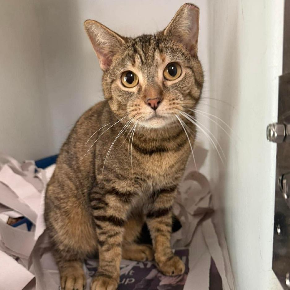 Enlarge Marielle, a Adoptable Domestic Short Hair in Washington, DC image 5/6
