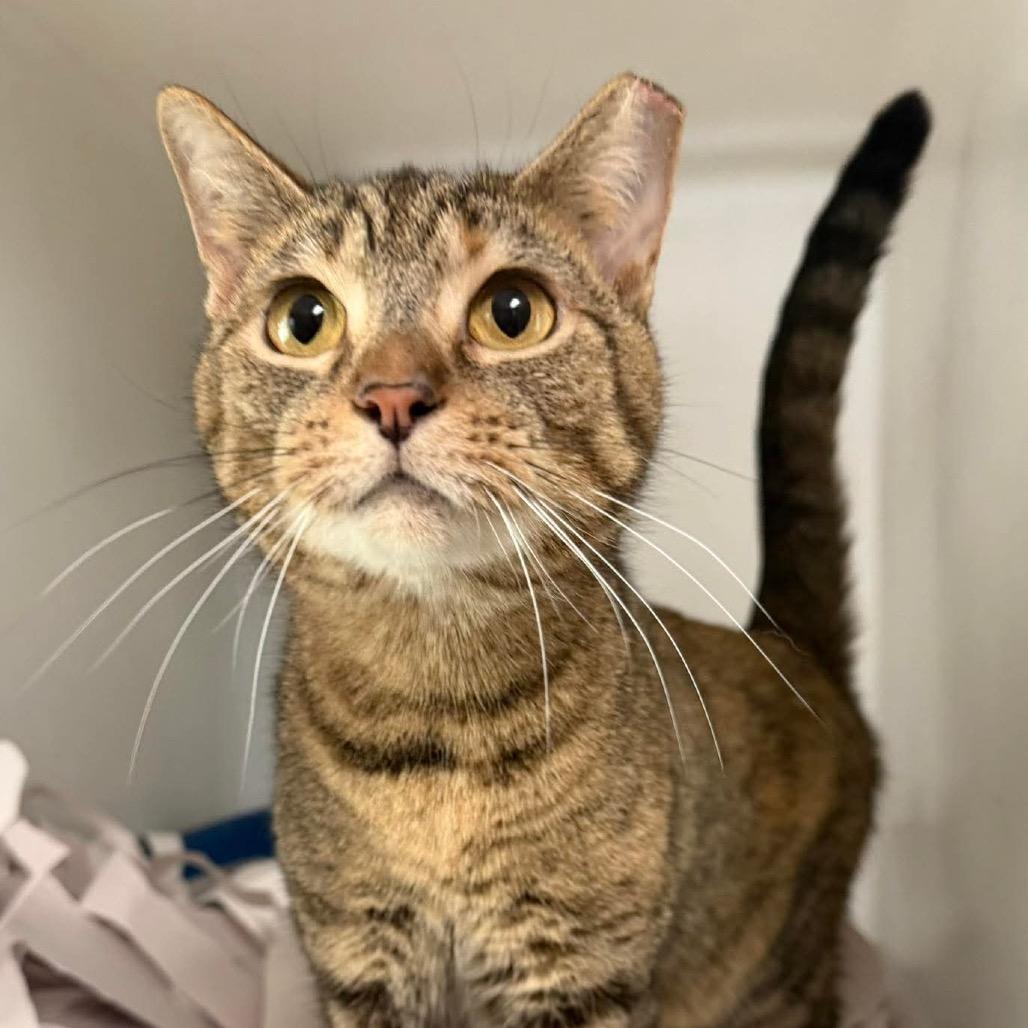 Enlarge Marielle, a Adoptable Domestic Short Hair in Washington, DC image 6/6