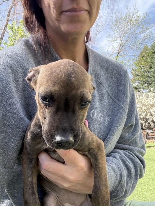 Enlarge MacKenzie Blackwood, a ADOPTABLE mixed breed in Denver, CO image 1/2