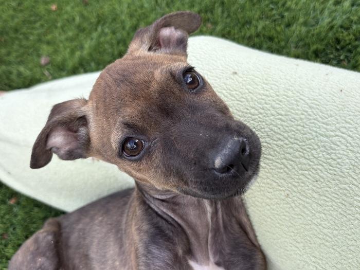 Enlarge MacKenzie Blackwood, a ADOPTABLE mixed breed in Denver, CO image 2/2
