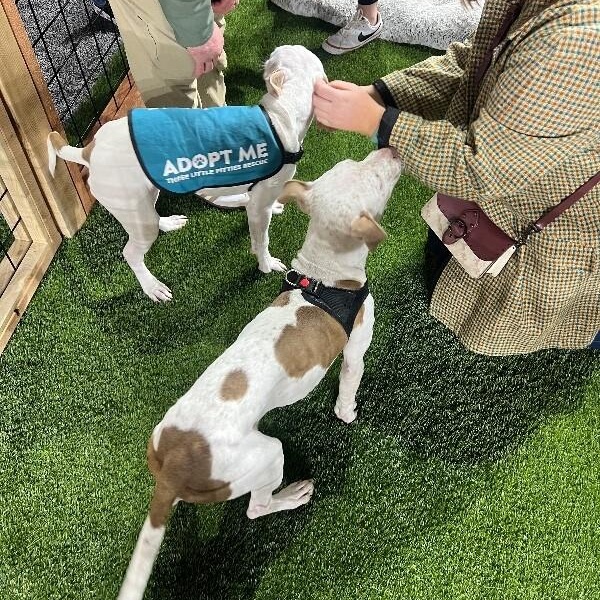 Flynn Family Fun Wanted