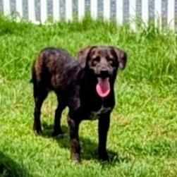 Lissa, a Adoptable mixed breed in Paramus, NJ image 5/6