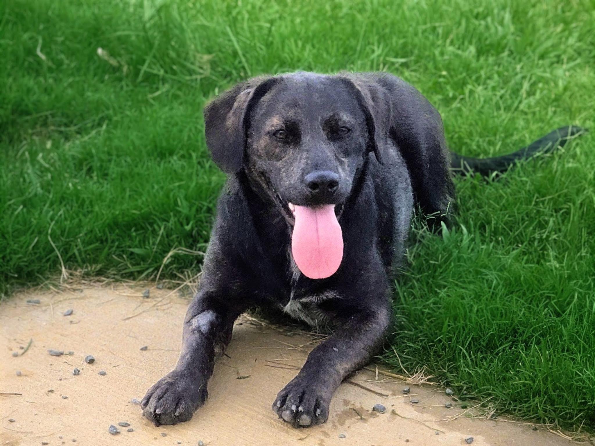 Lissa, a Adoptable mixed breed in Paramus, NJ image 4/6