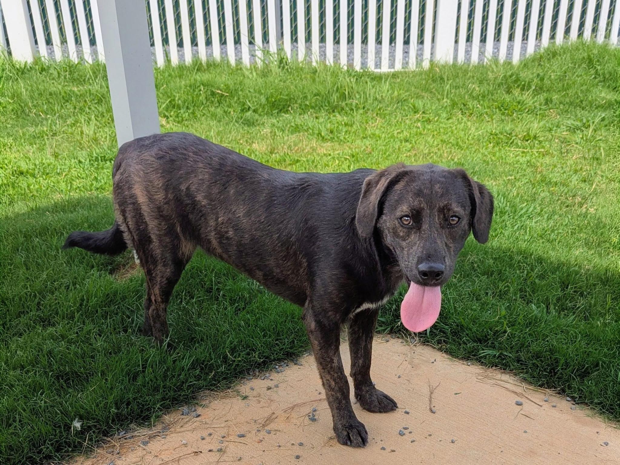 Lissa, a Adoptable mixed breed in Paramus, NJ image 3/6