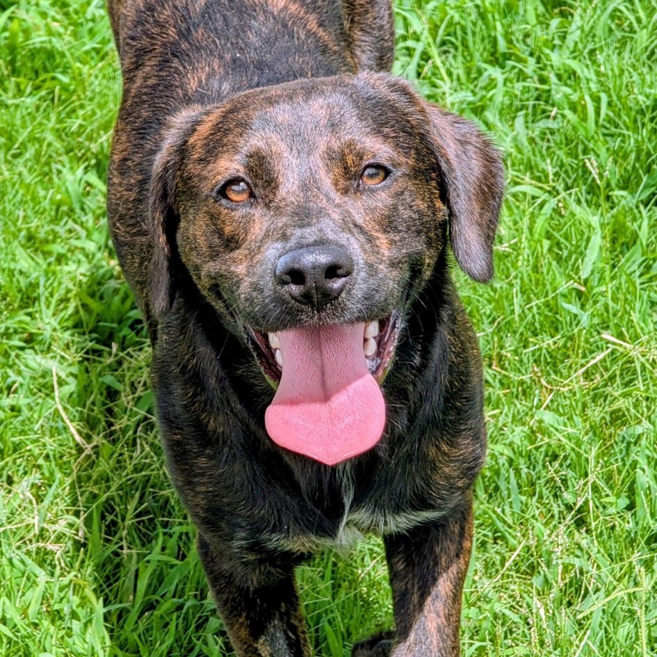 Lissa, Adoptable, Adult Female Plott Hound.