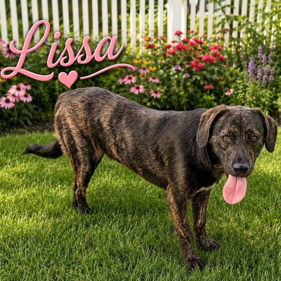 Enlarge Lissa, a Adoptable mixed breed in Paramus, NJ image 1/6