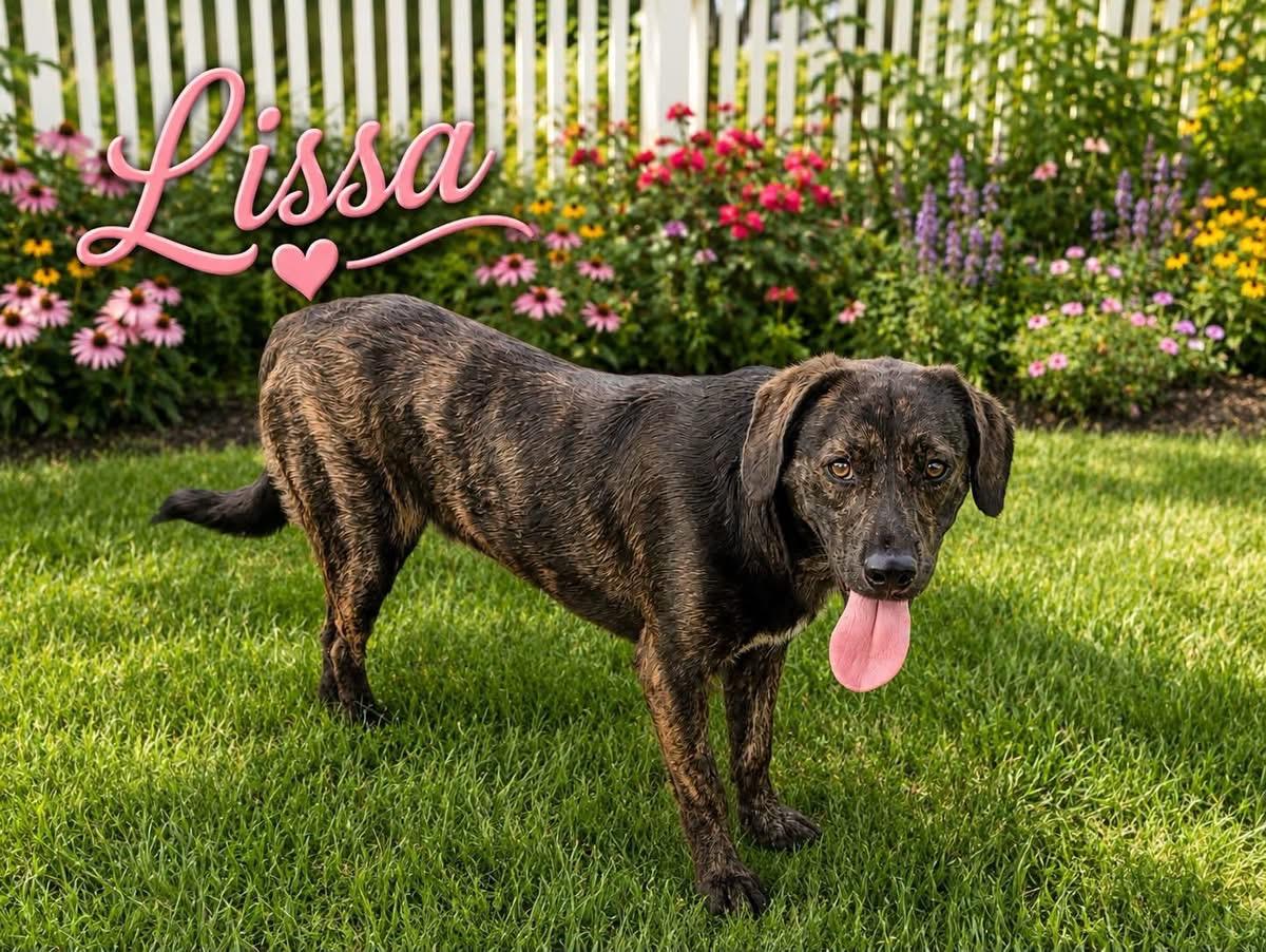 Enlarge Lissa, a Adoptable mixed breed in Paramus, NJ image 1/6