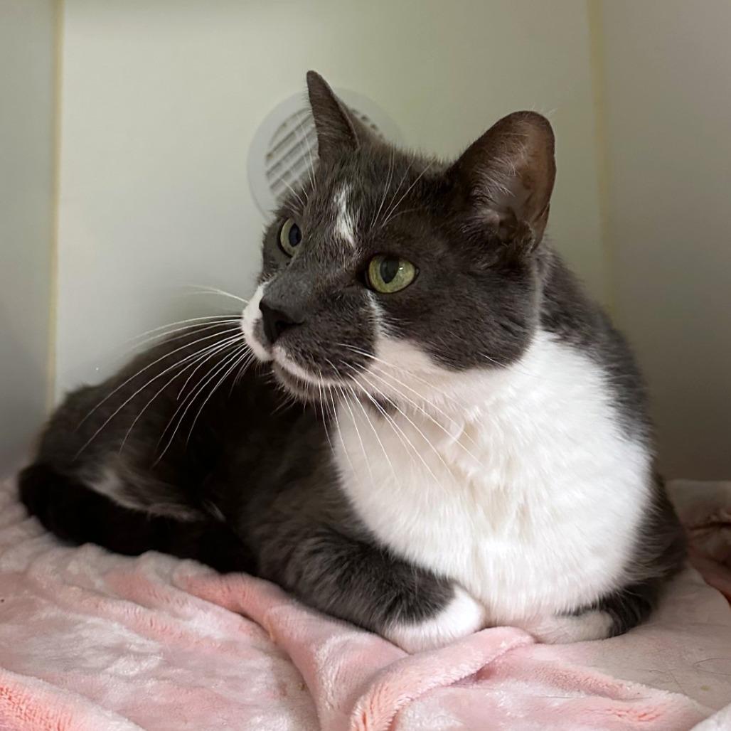 Kelly, Adoptable, Senior Male Domestic Short Hair.