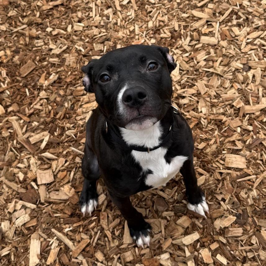 Lola, Adoptable, Young Female Mixed Breed.