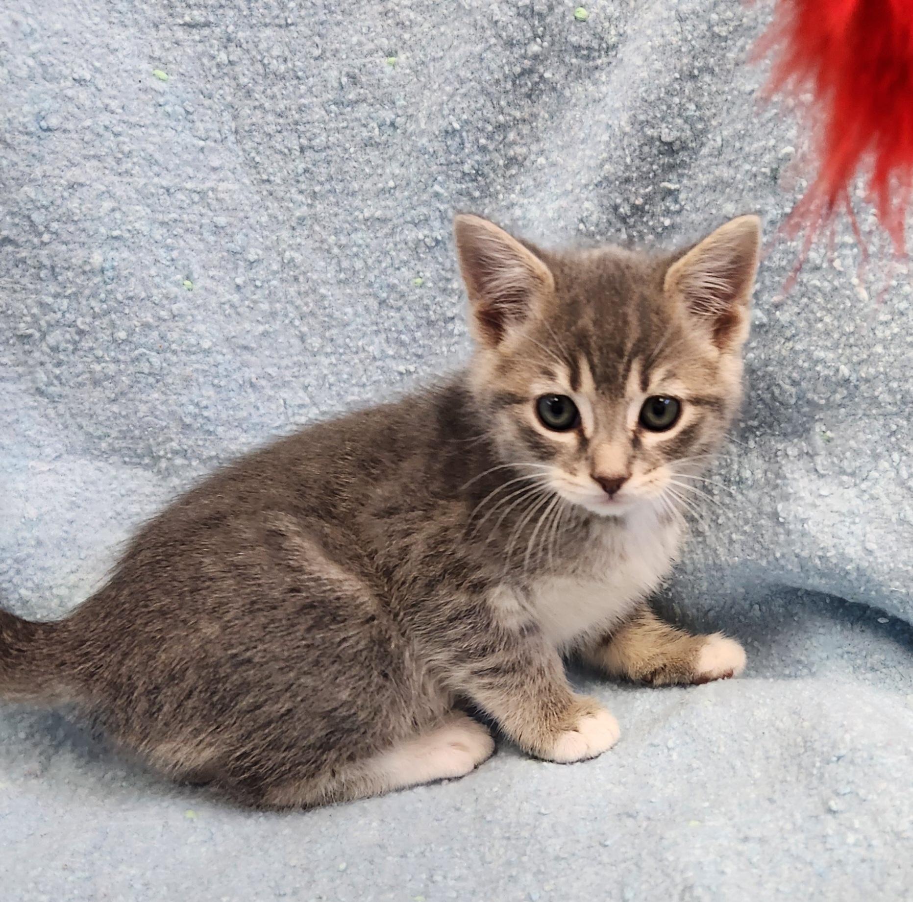 Enlarge Saffron, a ADOPTABLE mixed breed in Siloam Springs, AR image 2/3