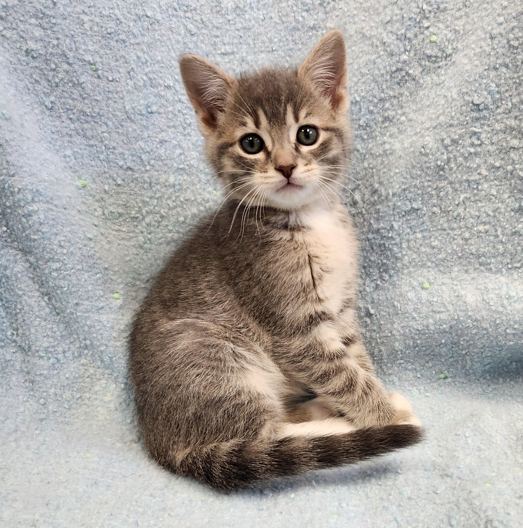 Enlarge Saffron, a ADOPTABLE mixed breed in Siloam Springs, AR image 3/3