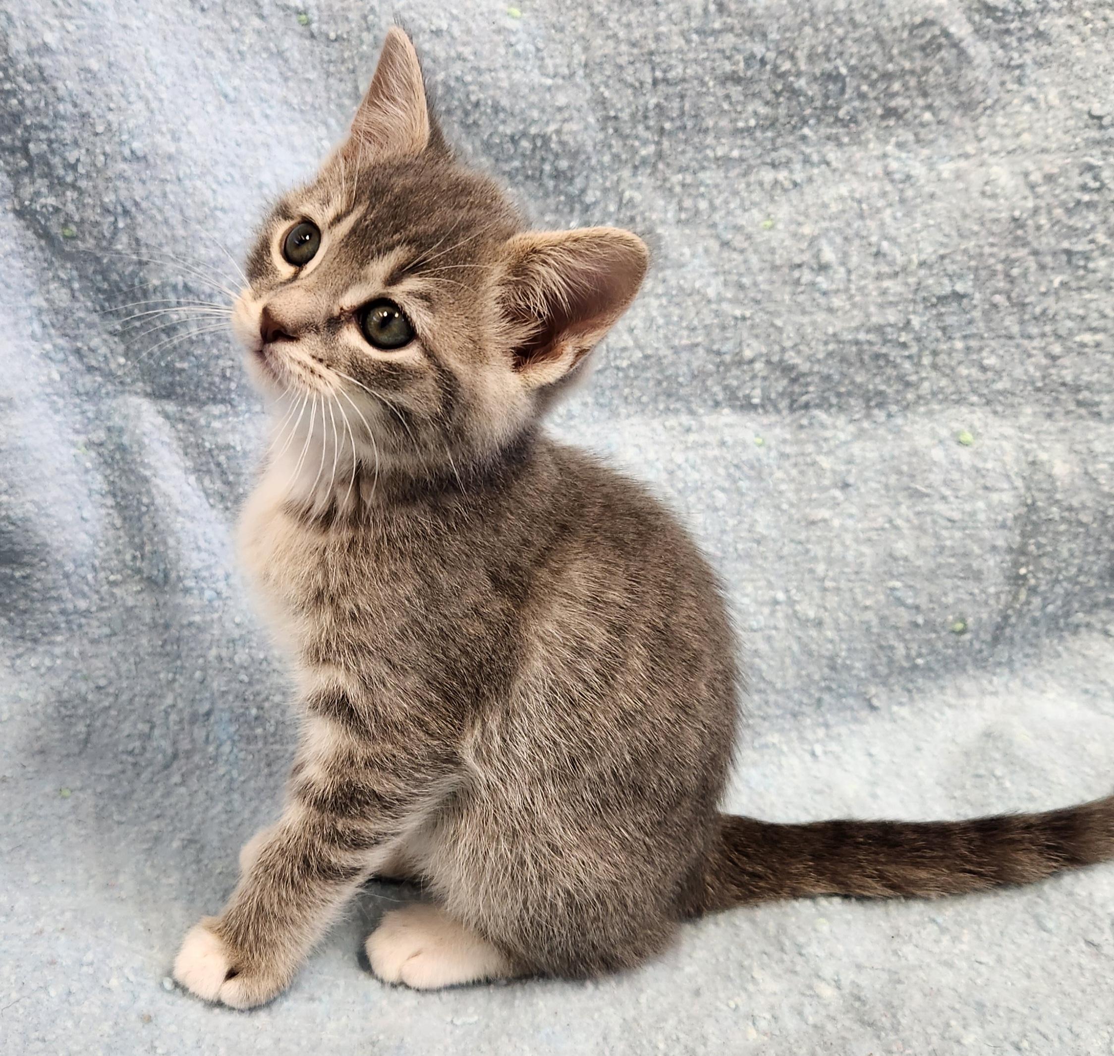 Enlarge Saffron, a ADOPTABLE mixed breed in Siloam Springs, AR image 1/3