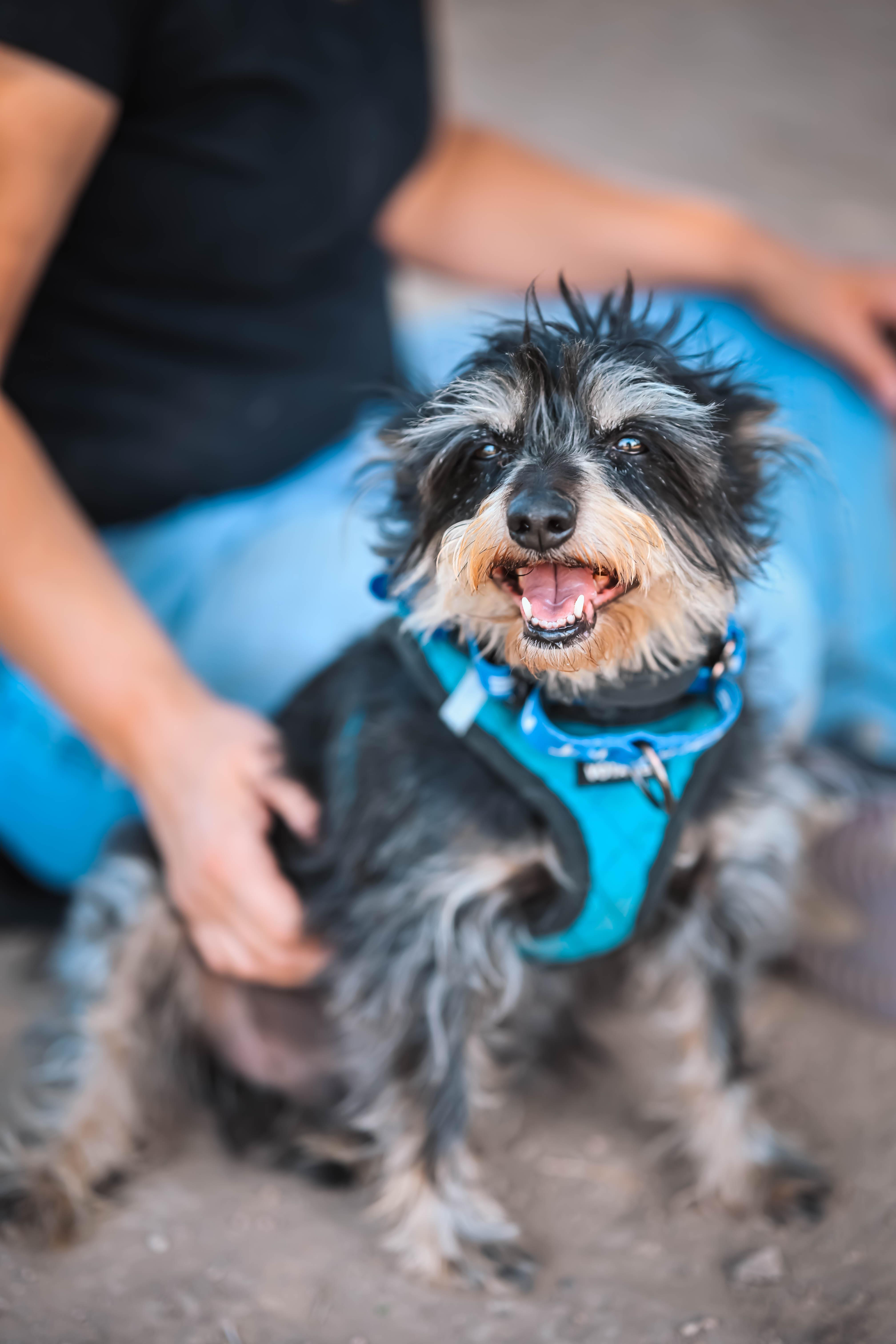 George and Bronco, an adopted mixed breed in Pueblo, CO image 2/5