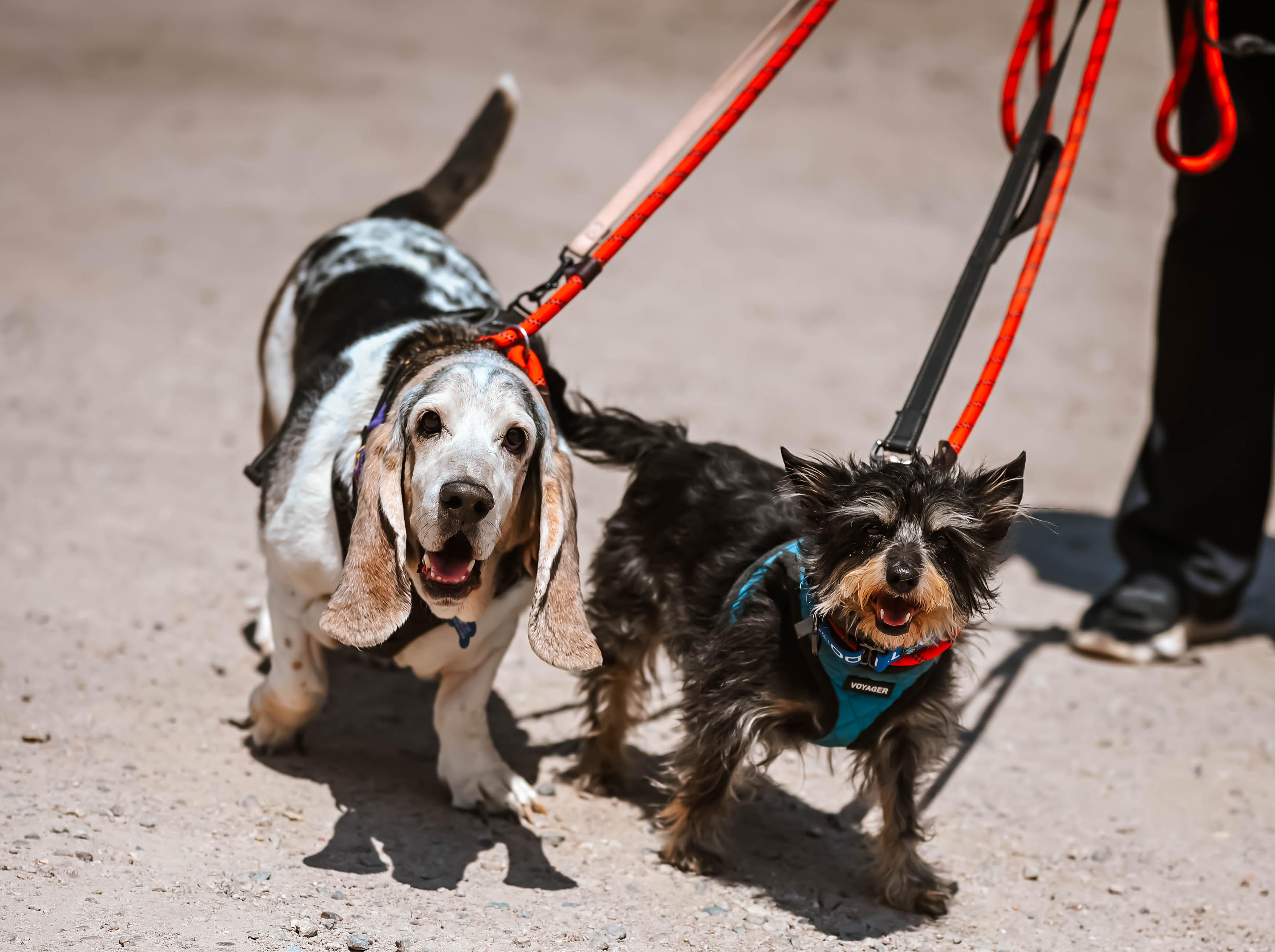 George and Bronco, adopted, Senior Male Basset Hound & Terrier.