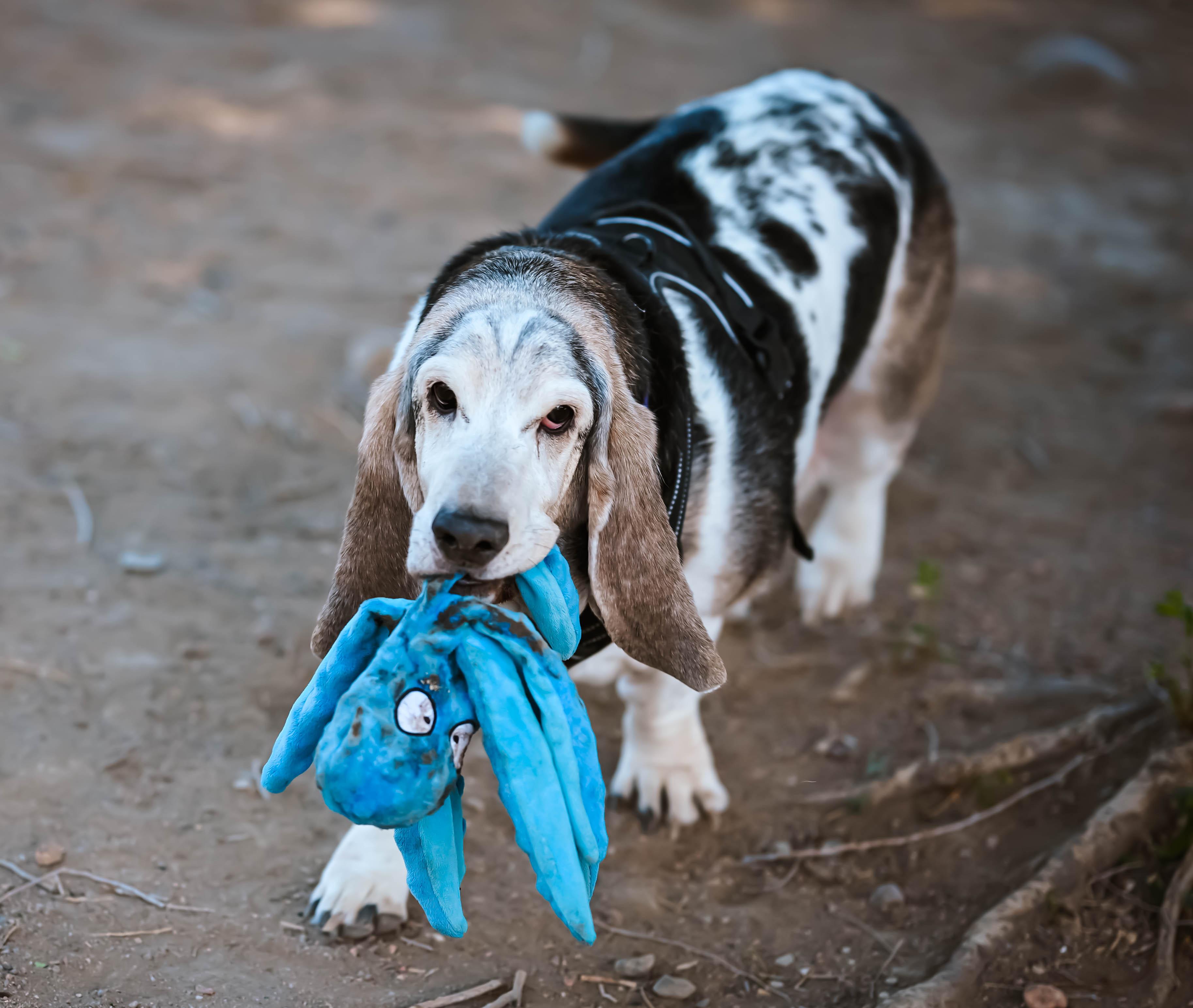 George and Bronco, an adopted mixed breed in Pueblo, CO image 5/5