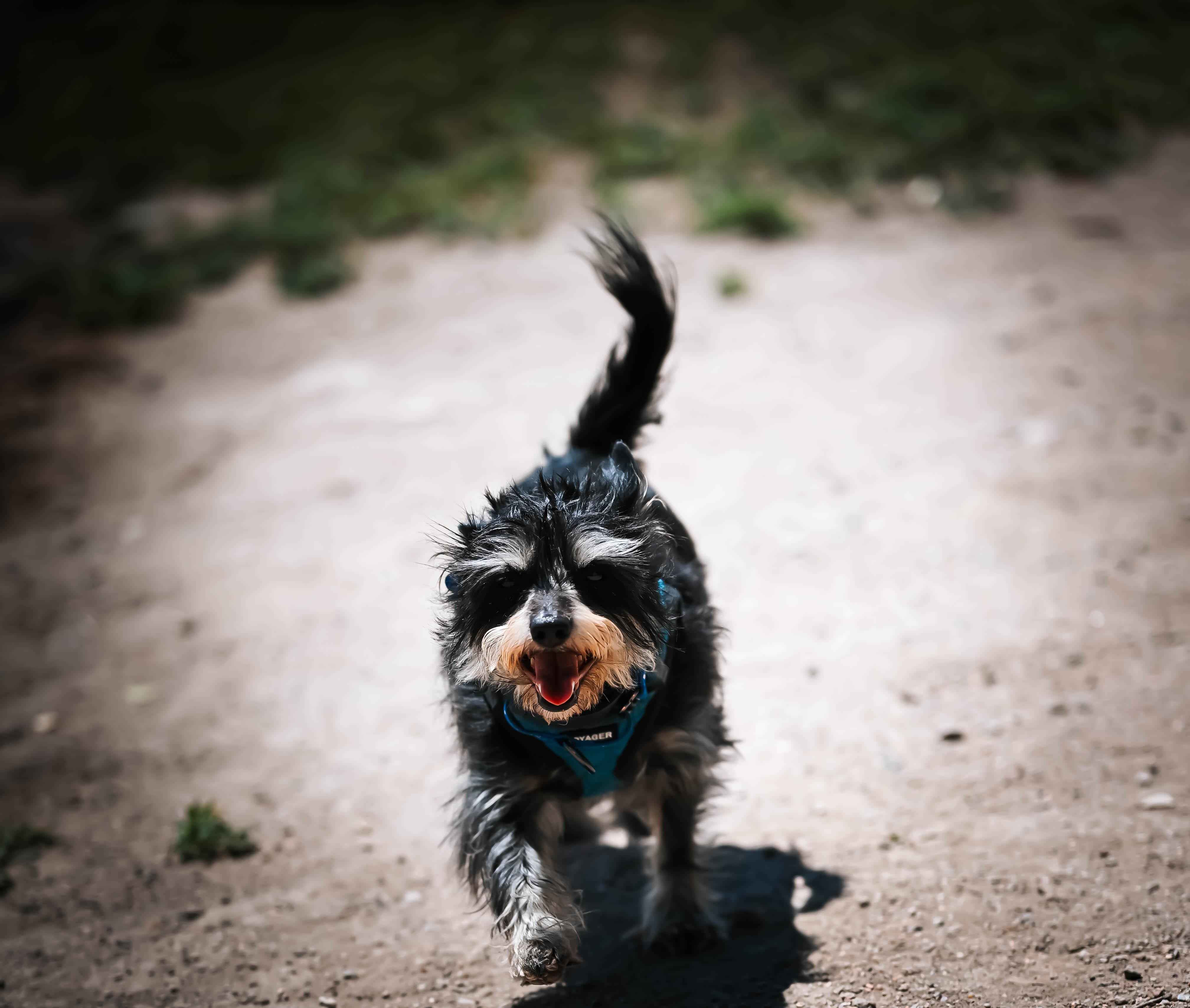 George and Bronco, an adopted mixed breed in Pueblo, CO image 4/5
