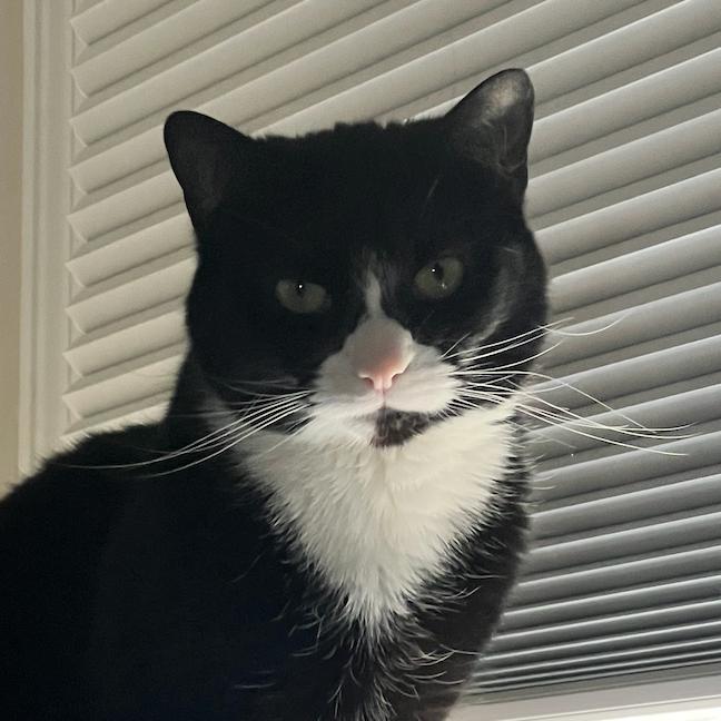 24-40 Oblina, Adoptable, Adult Female Domestic Short Hair.