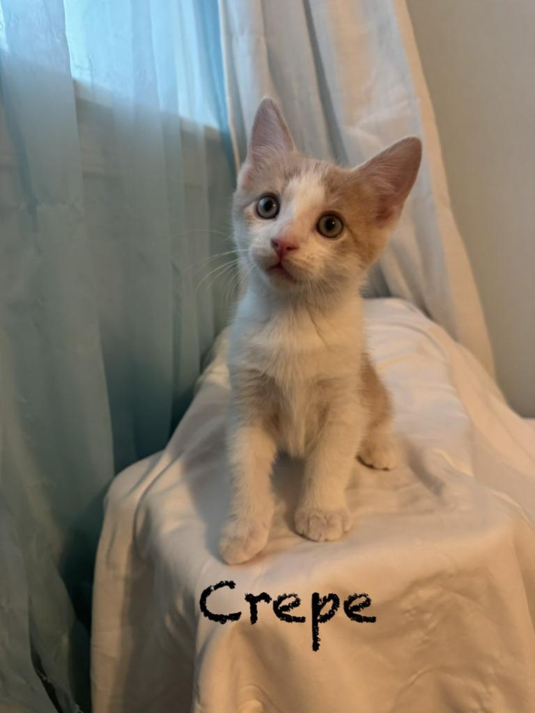 Crepe, Adoptable, Kitten Male Domestic Short Hair.